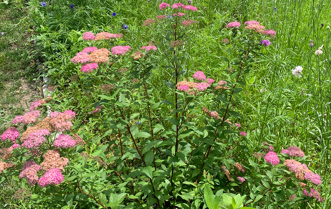wild flowers