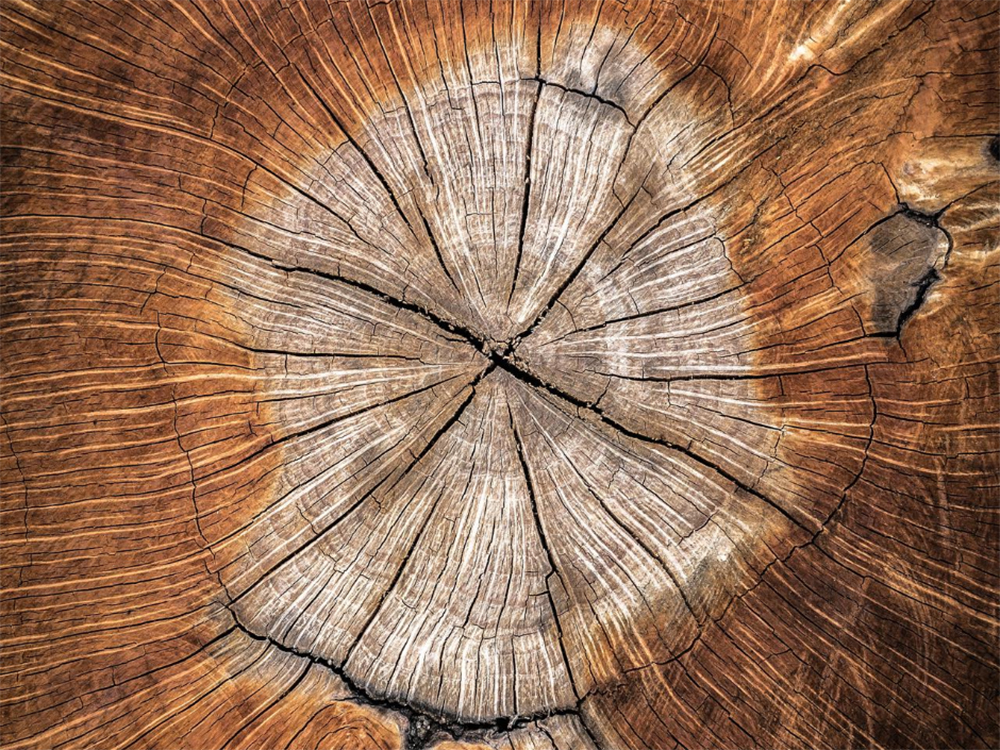 tree growth circles