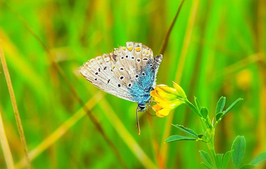 Butterfly on flower