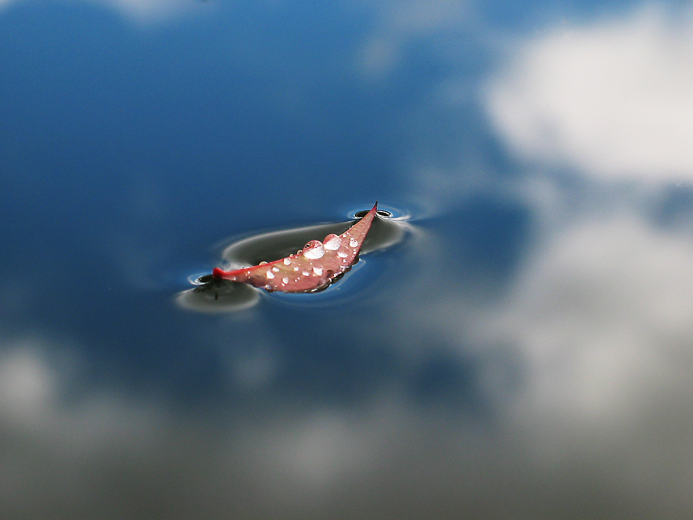 Single red leaf floating on a pool of water reflecting blue sky and clouds