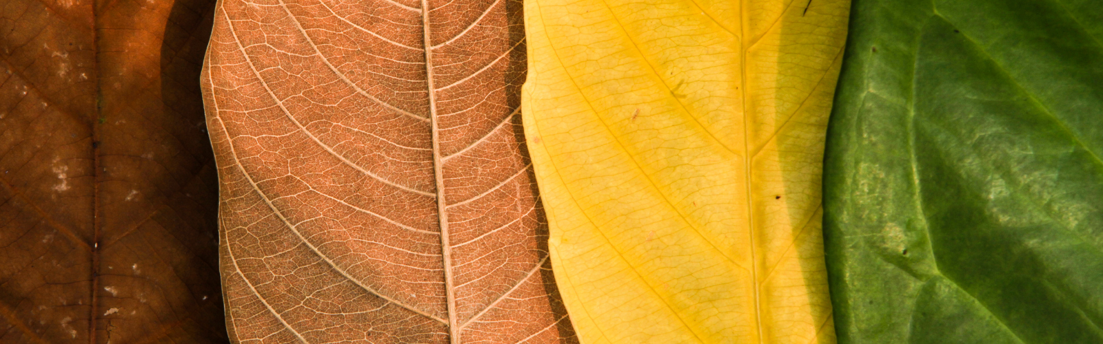 leaves at different stages of growth and decay