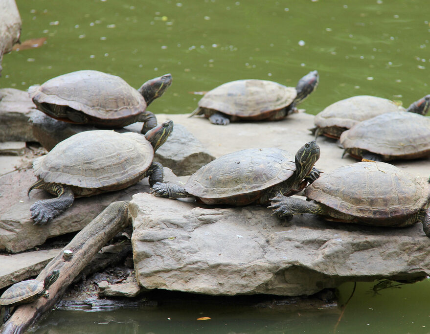 Turtles at James G. Kaskey Memorial Park
