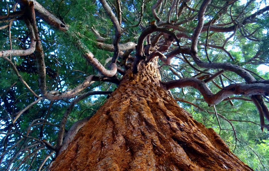 Looking up at a large tree