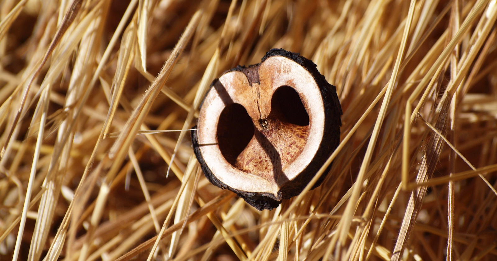 walnut shell cut in half