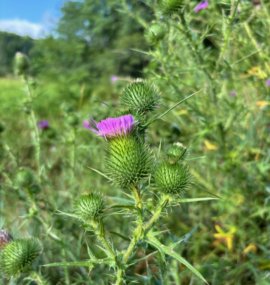 outdoor view of greenery and a close up of a purple flower