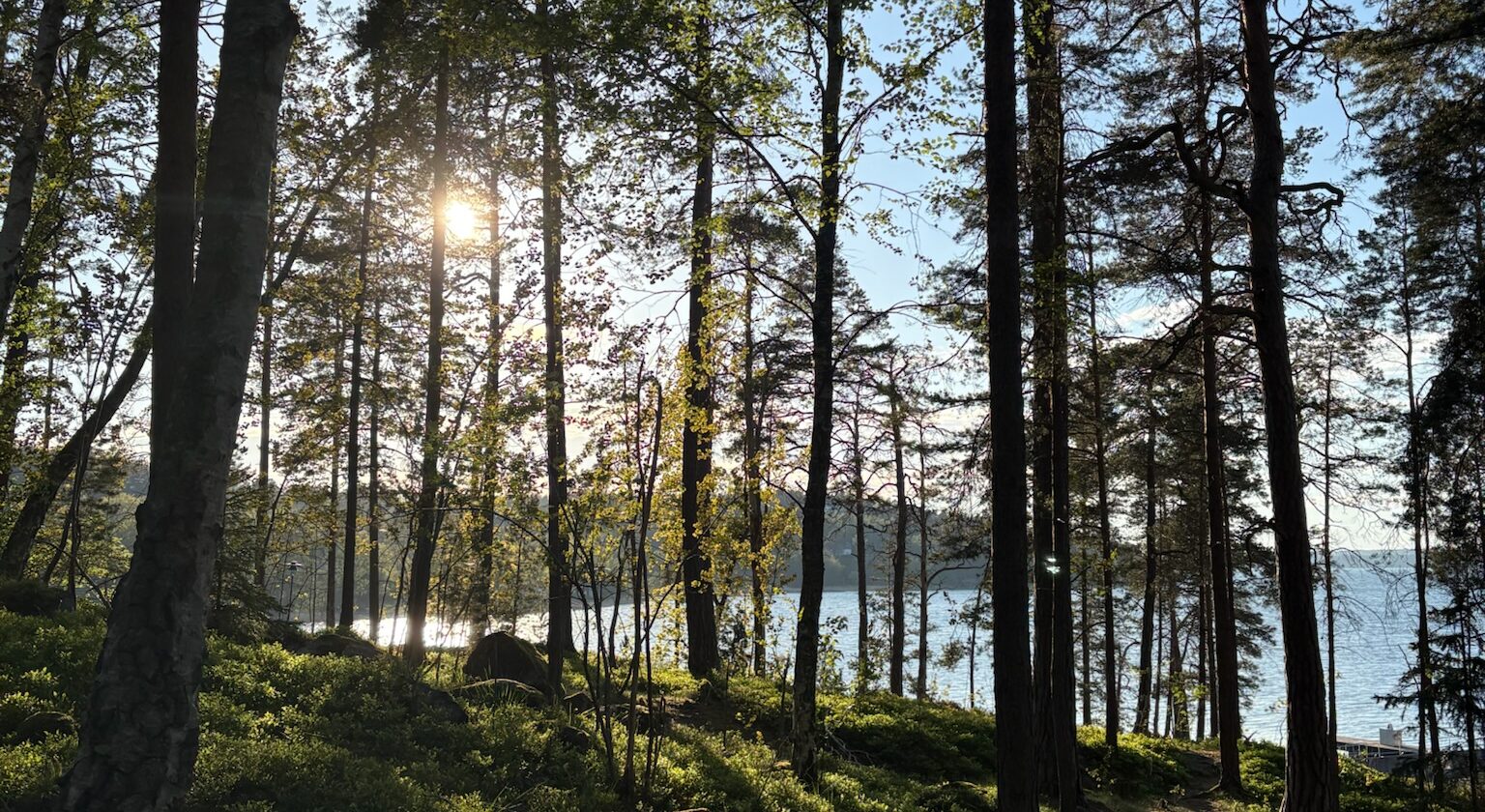 photo of tall trees in the woods with water behind them.
