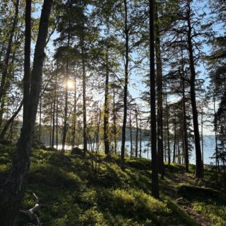 photo of tall trees in the woods with water behind them.