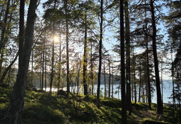 photo of tall trees in the woods with water behind them.